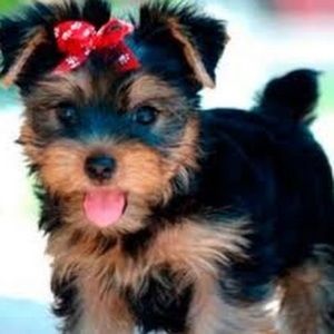 Meet your Posher, Selene